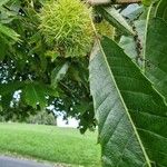 Castanea crenataFlower