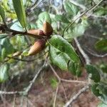 Quercus agrifolia Fruit