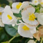 Begonia cucullata Λουλούδι