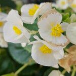 Begonia cucullata Blüte