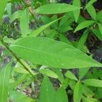 Justicia gendarussa Лист