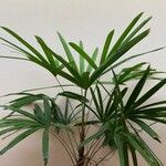 Rhapis excelsa Hostoa