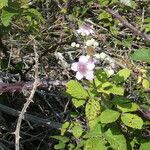 Rubus ulmifolius Écorce