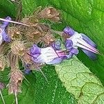 Trachystemon orientalis Blüte