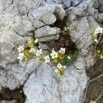 Saxifraga squarrosa Floare