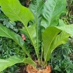 Anthurium cubense Feuille