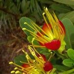 Xanthostemon aurantiacus Blüte