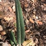 Rhaponticum coniferum Blatt