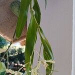 Coelogyne pandurata ഇല