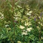 Filipendula ulmariaFiore