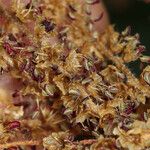 Quercus kelloggii Flower