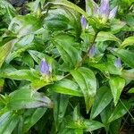 Gentiana clausa Blatt