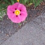 Cistus × purpureus Květ