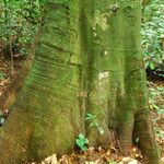 Tessmannia anomala Corteza