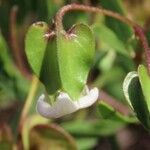 Trichodesma marsabiticum Λουλούδι