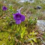 Pinguicula grandiflora Кветка