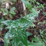 Isoglossa gracillima Leaf