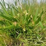 Trichodesma marsabiticum Habitat