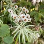 Anaphalis margaritacea Flower