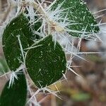 Cotoneaster integerrimus Foglia