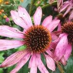 Echinacea angustifoliaКветка