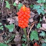 Arum italicumBlatt