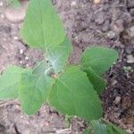 Chenopodium quinoa Лист