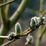 Salix discolor Kvet