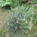 Phyllanthus consanguineus Habitatea