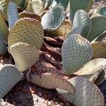 Opuntia basilaris 葉