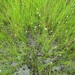 Utricularia pubescens موطن