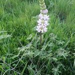 Lupinus densiflorus Plante entière