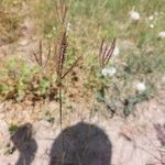 Dichanthium annulatum Flower