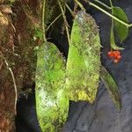 Anthurium pittieri Ovoce