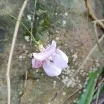 Sigmoidotropis speciosa Floare