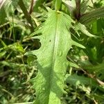 Crepis capillarisFeuille