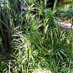 Cordyline stricta Hábito