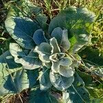 Verbascum pulverulentum葉