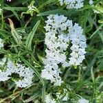 Heliotropium longiflorum Fleur