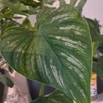 Philodendron mamei Лист