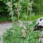 Eryngium bourgatii 整株植物