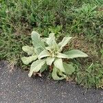 Verbascum boerhaviiFrunză