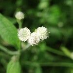 Isocarpha oppositifolia Flower