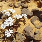Iberis procumbens Likasa