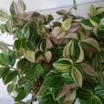 Tradescantia zebrina List