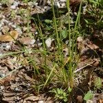 Festuca altissima Habitat