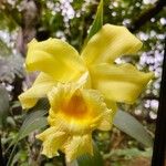 Sobralia macrophylla Кветка