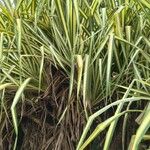 Pandanus tectorius Leaf