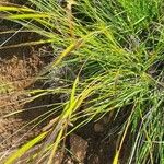 Heteropogon contortus Flower