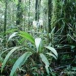 Calanthe hololeuca Habitat